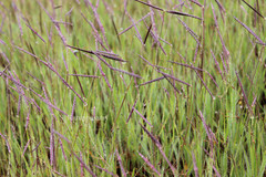 Dimeria balakrishnaniana